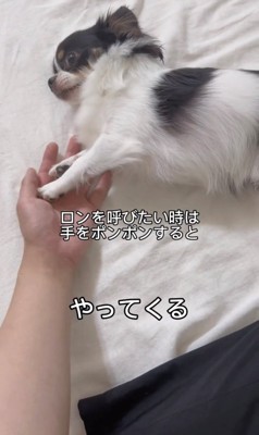 手のひらにタッチしている犬