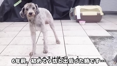 土手に捨てられていた犬