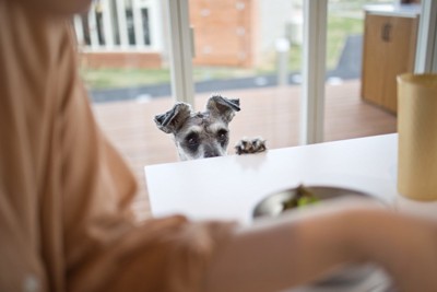 人間の食事を眺める犬