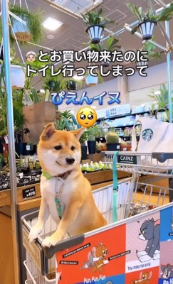 カートの中の困り顔の柴犬