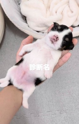 手のひらの上で寝る犬