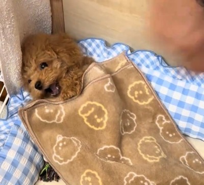 口を開ける犬