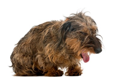 苦しそうな犬