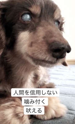 始めは多かった問題行動