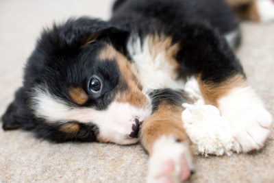 子犬