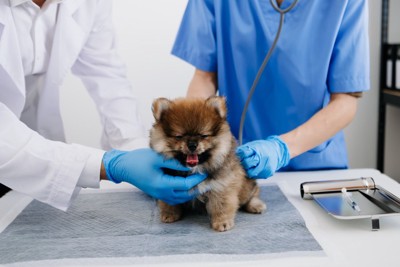 処置を受ける小さな犬