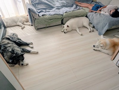 秋田犬