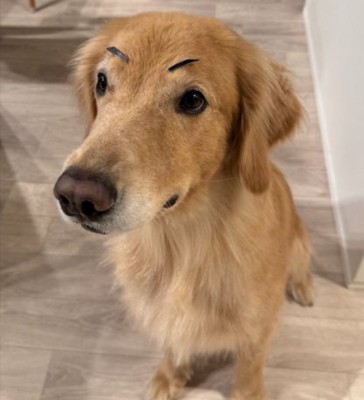 眉毛