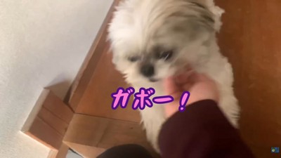 てんぽさんの熱烈歓迎6
