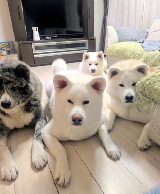 伏せでおやつ