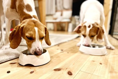 早食い防止食器からエサをを食べる犬
