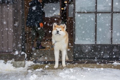 家から雪の降る外を見つめる秋田犬