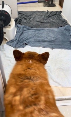 お風呂上がりのロイくん