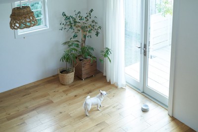 窓の近く、白い犬