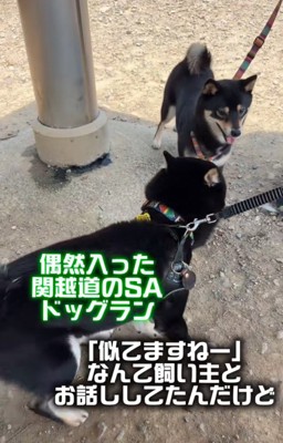 挨拶する豆柴