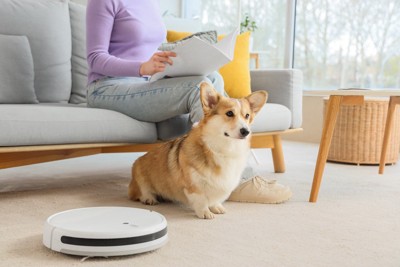 ロボット掃除機とコーギー