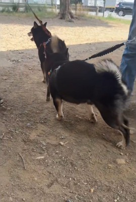 挨拶する豆柴