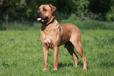 四つ足で立つ土佐犬