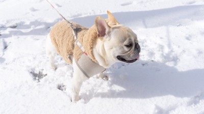 雪の中を歩くフレンチブルドッグ