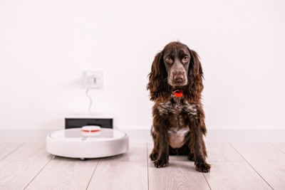 ロボット掃除機と茶の犬