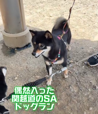 出会った豆柴