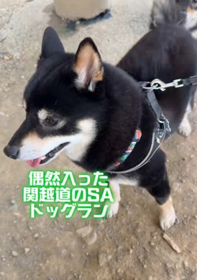すみれちゃん