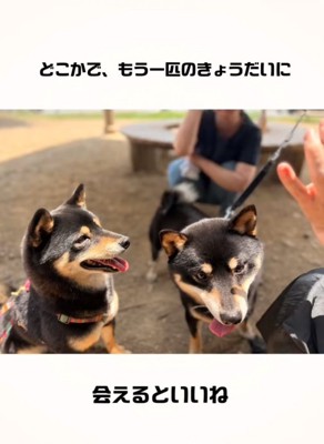 隣に並ぶ豆柴