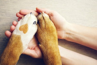 手を添える人と犬