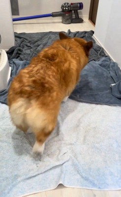 お風呂上がりのロイくん2