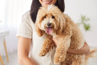 抱っこされる茶色い犬