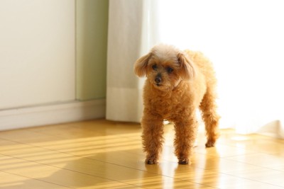 トイ・プードル