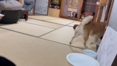 大好きなパパが帰宅