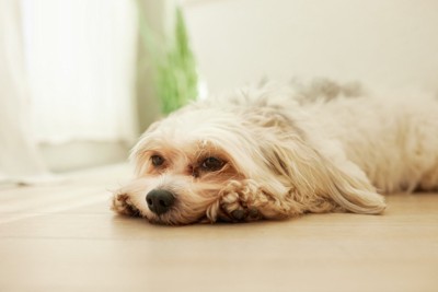 あごをつけて伏せている犬