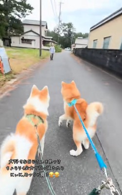 猛ダッシュする秋田犬2