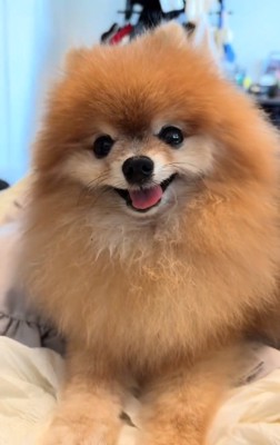 笑ううにくん