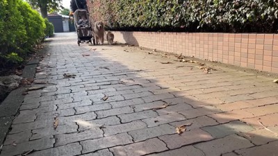 焼き芋を買いにおでかけ♪