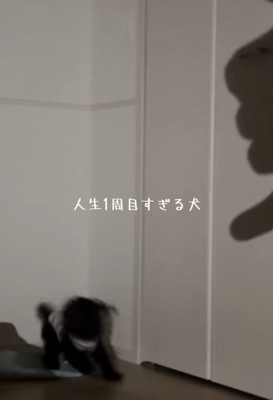 後ろに飛び退く犬