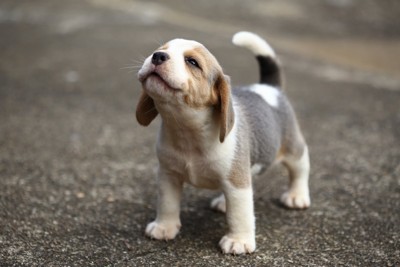 鳴く子犬