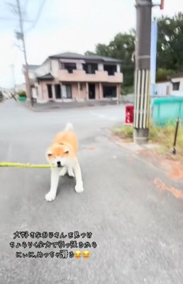 引きずられる秋田犬1