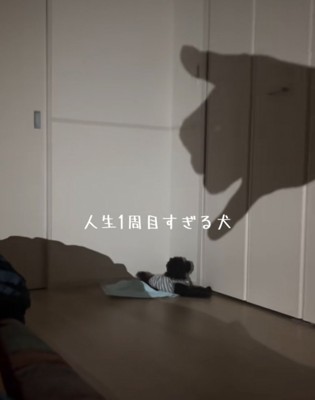 犬に近づく影