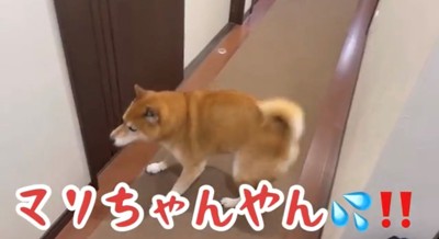 廊下を歩く犬