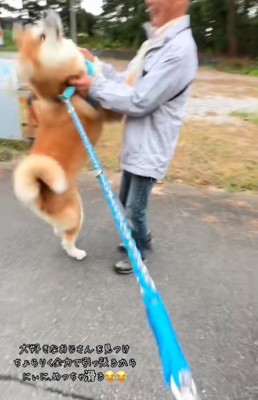 飛びつく秋田犬