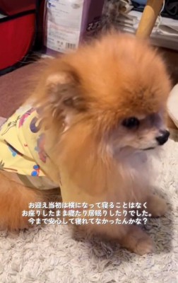 座るうにくん