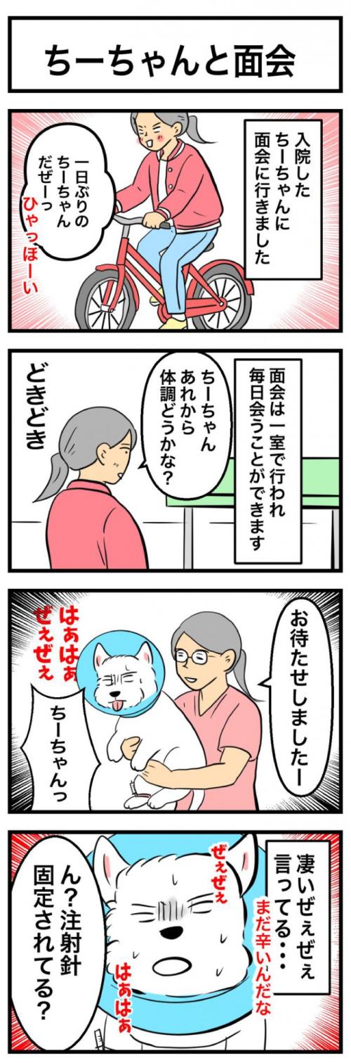 ちーちゃんですけどもっ【第337話】 1