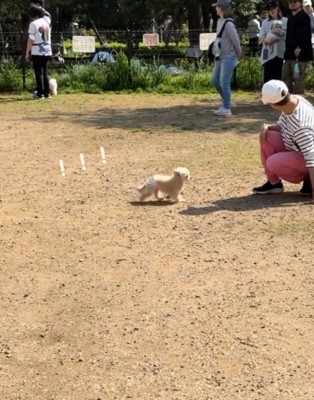 気づく犬2