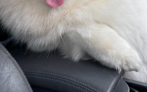 肘置き
