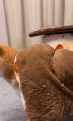 「おやつ」と聞いた文太くんの反応7