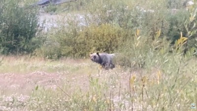 本当に熊がいた!!