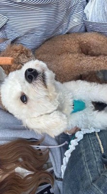 女性に抱っこされながら女性の顔を見つめる犬