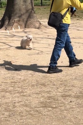 気づく犬1